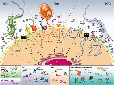 All Roads Lead to Cytosol: Trypanosoma cruzi Multi-Strategic Approach to Invasion